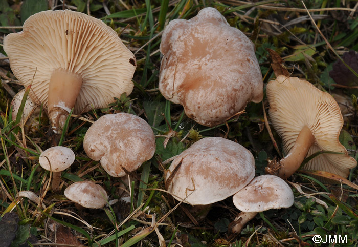 Clitocybe dealbata